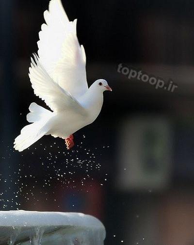 غمگین عکس پروفایل کبوتر