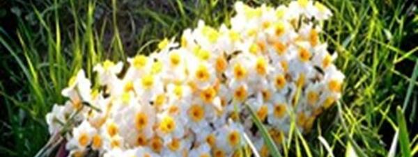 عکس گل نرگس خانگی