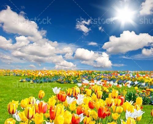 عکس طبیعت گل و گیاه