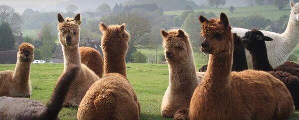 عکس شتر امریکایی