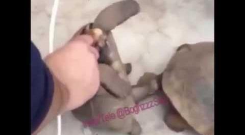 عکس دستگاه تناسلی لاک پشت نر