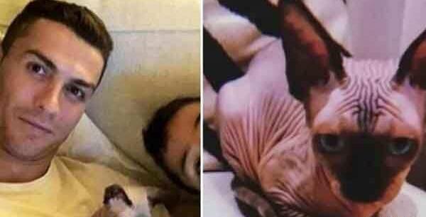 عکس حیوانات رونالدو