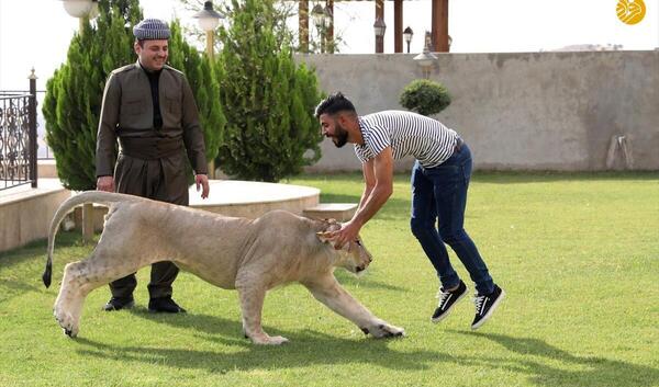 عکس حیوانات رونالدو