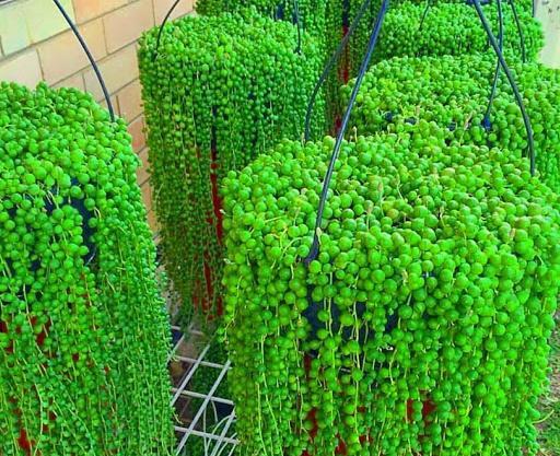 عکس گل غوره ای