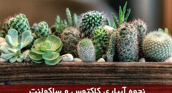 عکس گل غوره ای