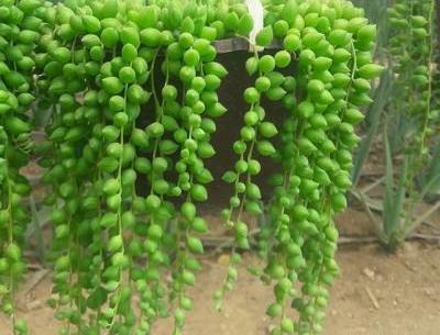 عکس گل غوره ای