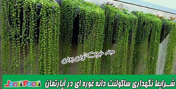 عکس گل غوره ای
