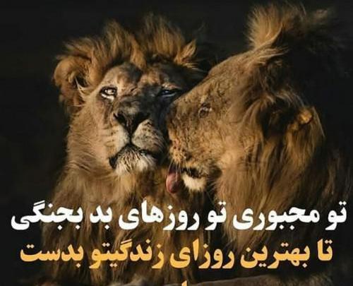 عکس شیر نوشته