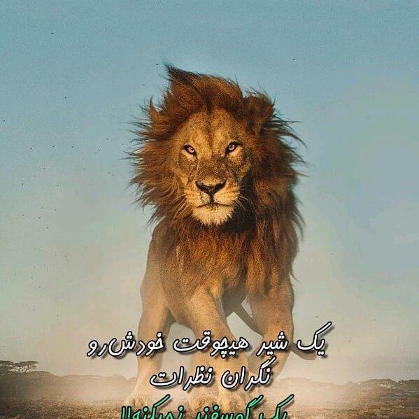 عکس شیر نوشته