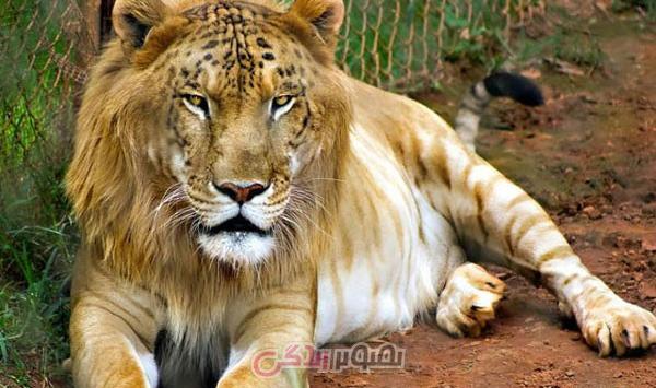 عکس حیوانات ترکیبی