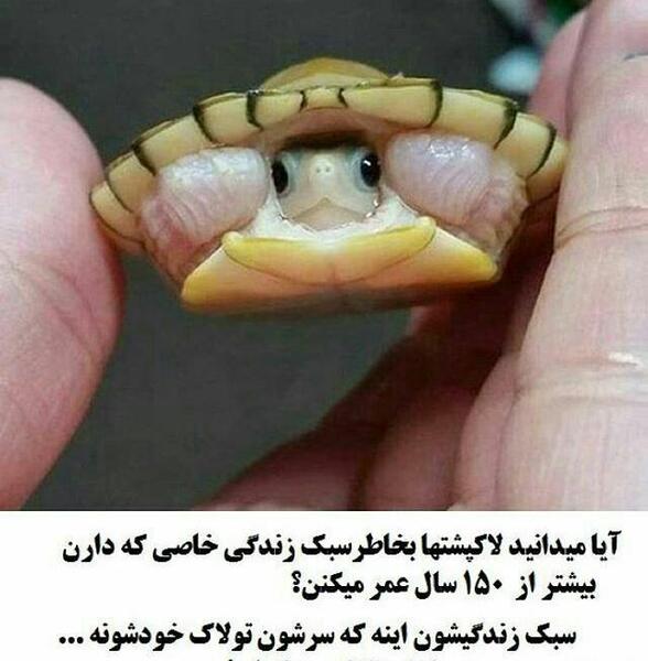 عکس لاک پشت برای پروفایل