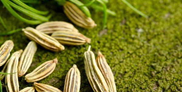 عکس تخمه رازیانه