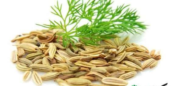 عکس تخمه رازیانه