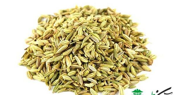 عکس تخمه رازیانه