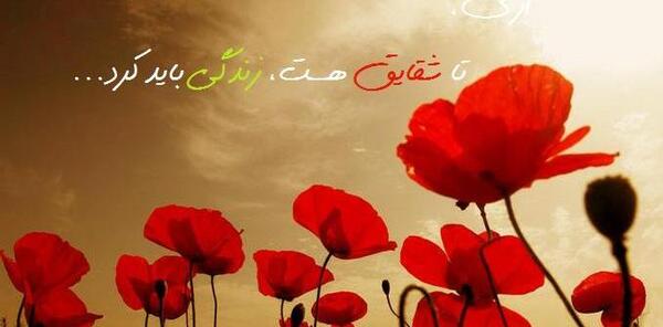 عکس نوشته تا شقایق هست