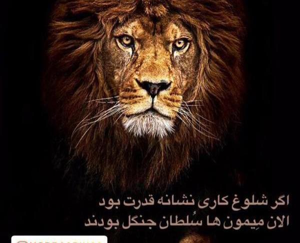 عکس شیر جنگل با متن
