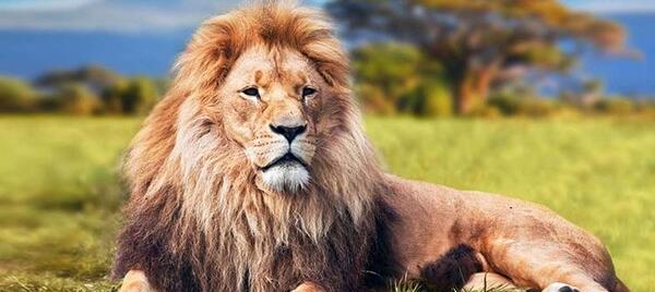 عکس شیر جنگل با متن