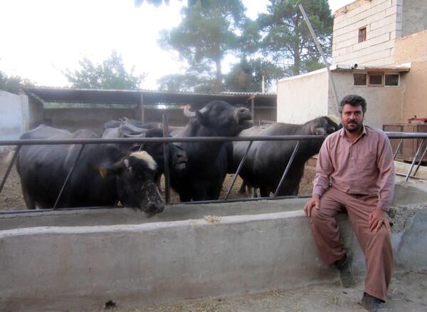 عکس شیر گاومیش
