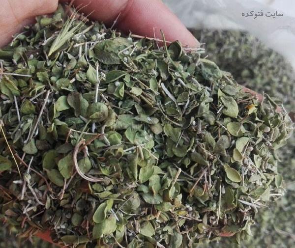 عکس آویشن خشک شده