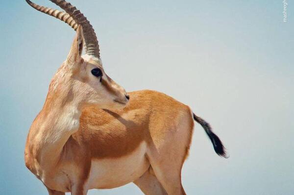 عکس حیوان غزال