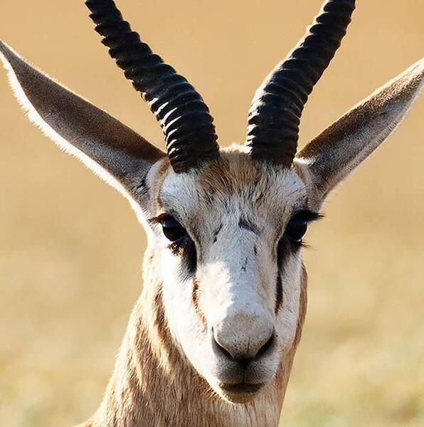 عکس حیوان غزال