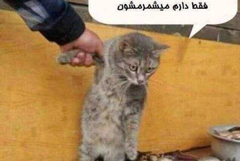عکس استیکر گربه