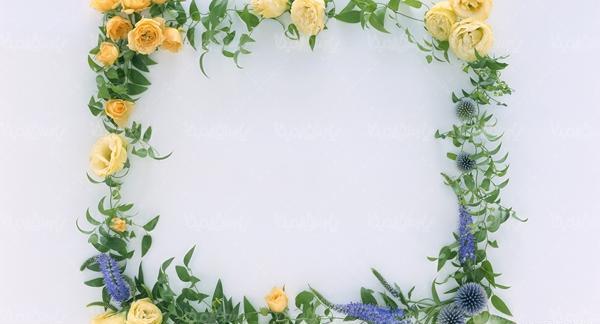 عکس گل حاشیه دار