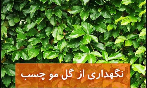 عکس گل چسب دیواری