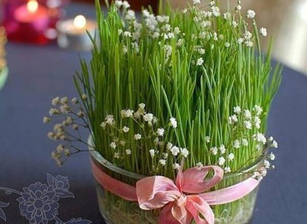 عکس ریشه سبزه عید