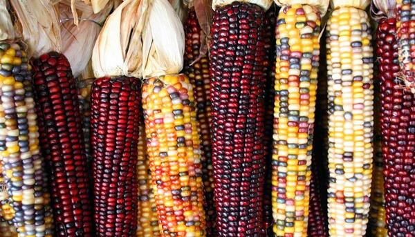 عکس گیاه ذرت با ریشه