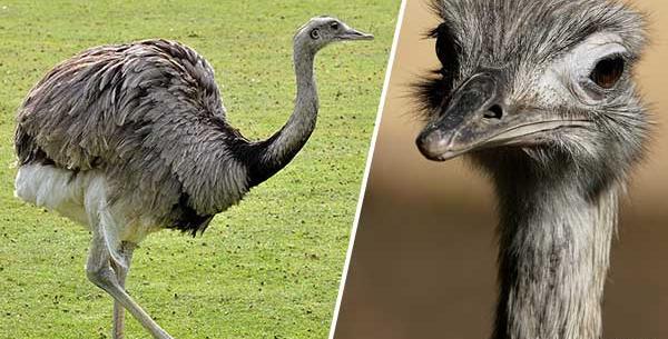 عکس شتر مرغ آمریکایی