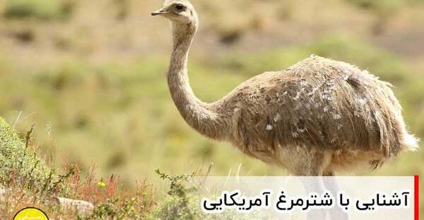 عکس شتر مرغ آمریکایی