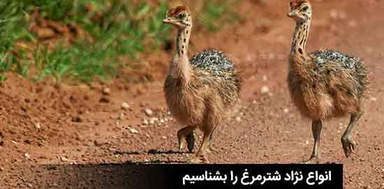 عکس شتر مرغ آمریکایی