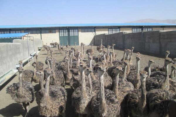 عکس شتر مرغ آمریکایی