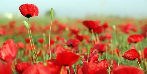 عکس نوشته درباره گل شقایق