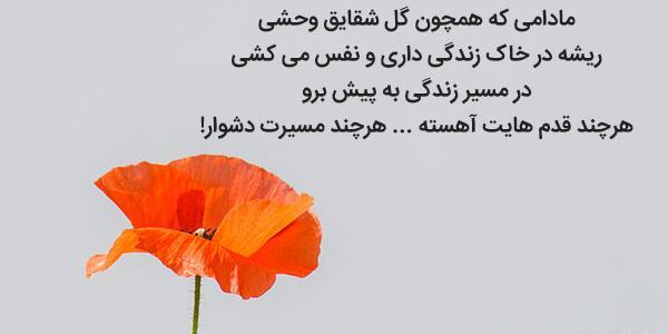 عکس نوشته درباره گل شقایق