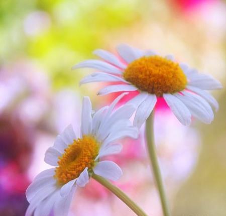 عکس گل های زیبا دنیا