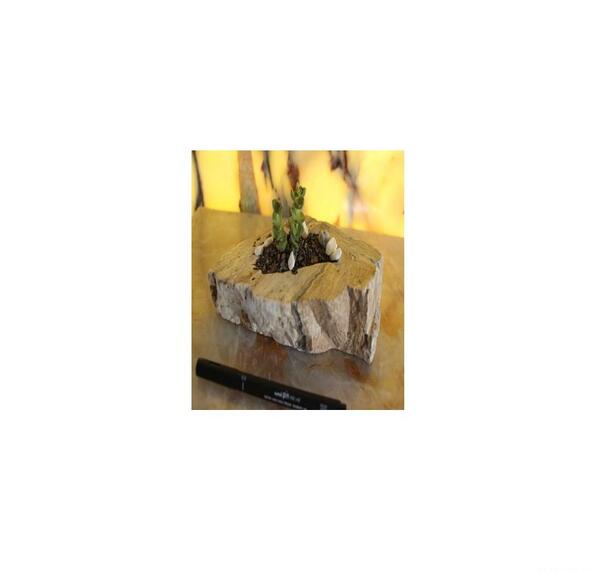 عکس موموس