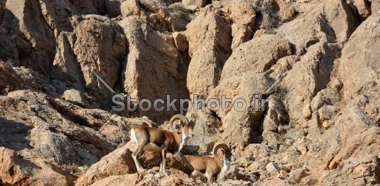 عکس آهو کوهی