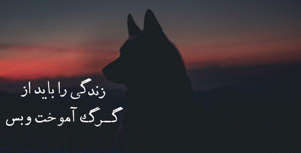 عکس لاتی گرگی