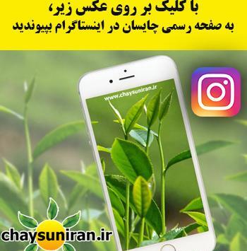 عکس چای چو