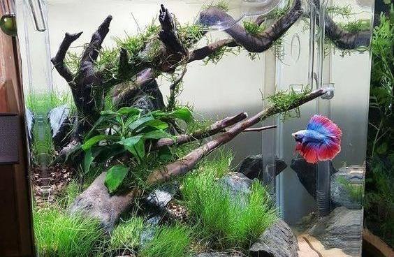 عکس ایده برای طراحی اکواریوم