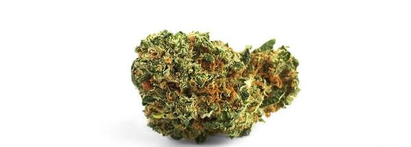 عکس گل ماری جوانا