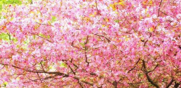 عکس های فصل بهار زیبا