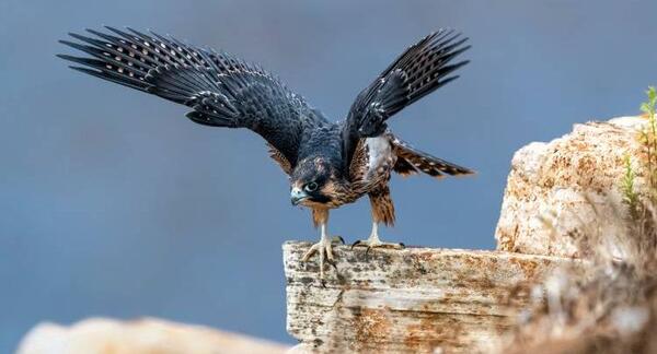 عکس شاهین در حال پرواز