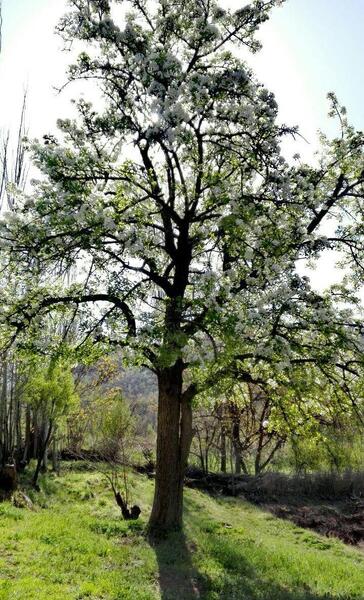 عکسهای زیبا از طبیعت سیزده بدر