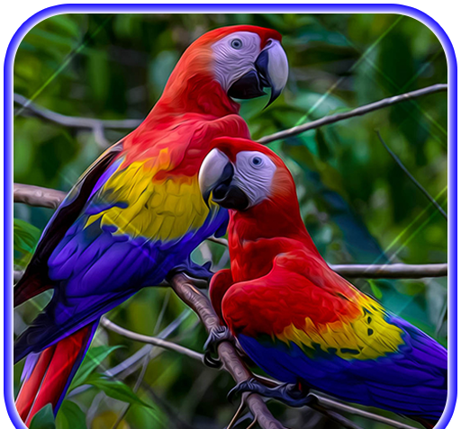 عکس طوطی برای صفحه گوشی