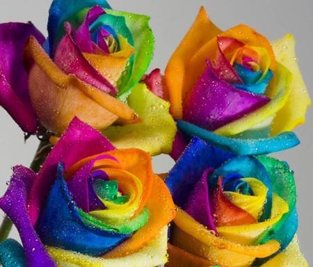 عکس گل رز رنگین کمانی