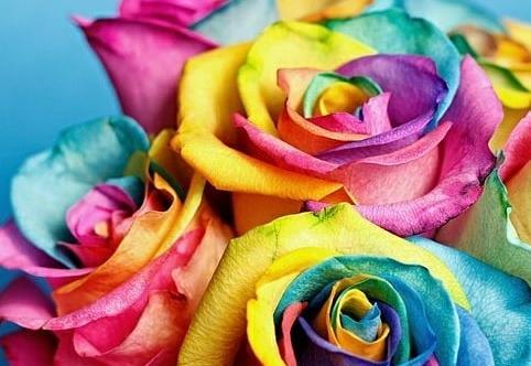 عکس گل رز رنگین کمانی