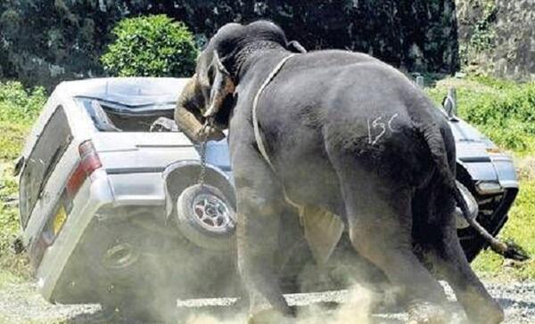 عکس فیل خشمگین